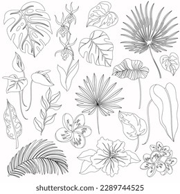 Conjunto vectorial de hojas tropicales de contorno. Palm, hojas de plátano, hibiscos, flores plumerias.