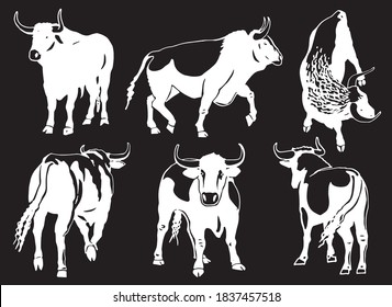 Vector set of oxen on black background, engraved illustration