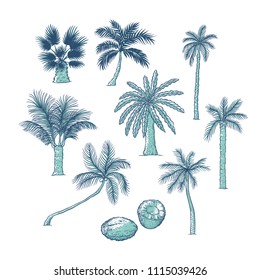 Vector set of palm. Different kinds of tropical trees and coconut. Contour sketch illustration isolated on white background.