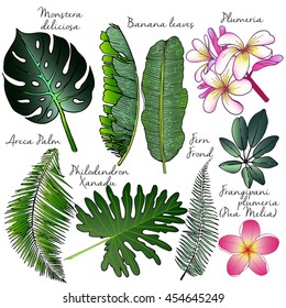 Vector set of palm leaves. Exotic botanical illustration. Engraved hand drawn vintage illustration. Plumeria, banana, areca, philodendron, fern.