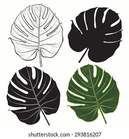 Vector set of  palm leaves isolated on white background.