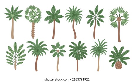 Vector set of palm trees. Botanical collection of tropical plants. Rainforest floral elements. Different types of palms. Isolated on white.