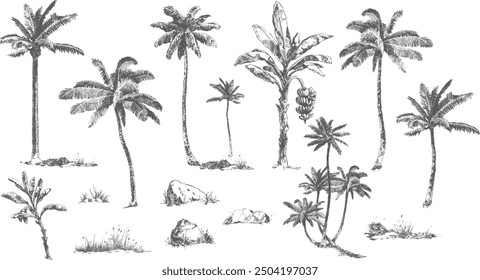 vector set of palm trees in ink traditional drawing realistic style, african trees, pen and pencil drawing, retro 19th century nature botanical drawing