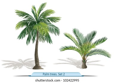 Vector set of palm trees. Part 2