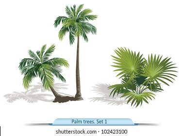 Vector set of palm  trees. Part 1