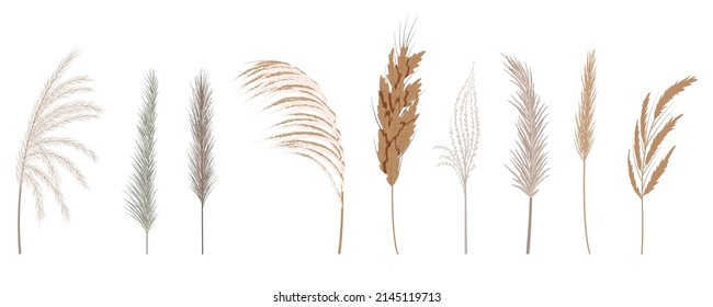 Vector set of pampas grass. Beautiful pastel wild grass. Vector illustration of boho plants. Collection of floral elements. Stylish flat elements for your design isolated on white background