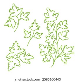 Vector set of parsley branches and leaves in doodle style. Vegetarianism. Fresh greenery image. Natural spices