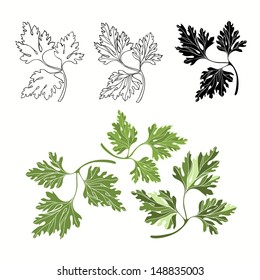 Vector set of parsley on a white background
