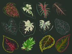 Vector Set Of Patterned Red And Green Leaves. Bright Floral Sheets And Aglaonema Caladium. Botanical Illustrations Of Plants Of Thin Lines In The Abstract