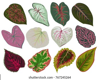 Vector set of patterned red and green leaves. Bright floral sheets and aglaonema Caladium. Botanical illustration of plants on a white background