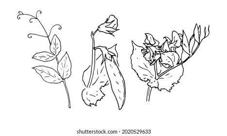Conjunto vectorial de plantas de guisantes. parte de un dibujo de una planta de guisantes con hojas y flores de una vaina de arveja, contorno negro aislado sobre un fondo blanco para una plantilla de diseño