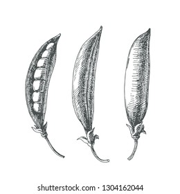 Vector set of pea pods isolated on white. Hand drawn botanical illustration of vegetable in sketch style.