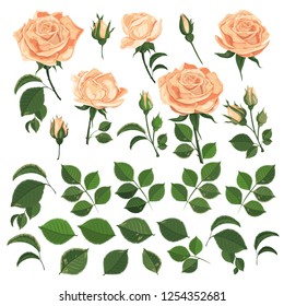 Vector set of peach-colored roses with leaves and buds on a white background. 