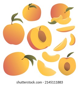 Vector set of peaches. A collection of slices and whole peaches in a realistic style on a white background isolated. Fruits with twigs and leaves