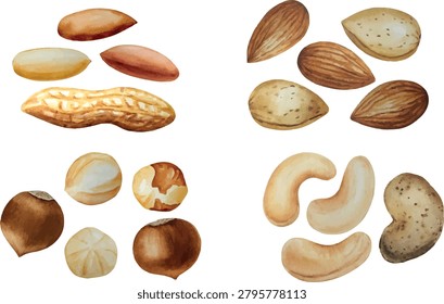 Vector set of peanuts, hazelnuts, almonds and cashews. For your design