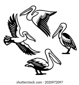 vector set of pelican bird