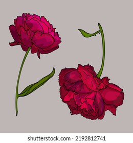 Vector set  peonies. Bright colours for designer blank, logo, icon, postcard
