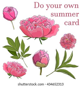 Vector set with peonies. Constructor. Can be used for decoration od cards, invitations, web pages, etc.