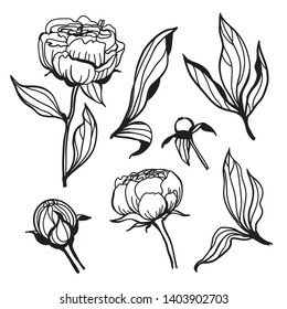 Vector set of peony floral botanical flower. Black and white hand drawn ink art.
