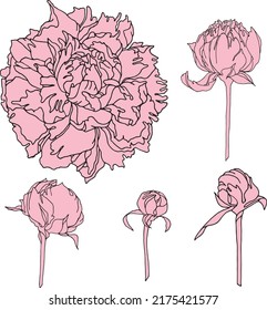 Conjunto de vectores: flor de peones y brotes de color rosa con contorno negro. Elementos florales para tarjeta de diseño, invitación, impresión, afiche.