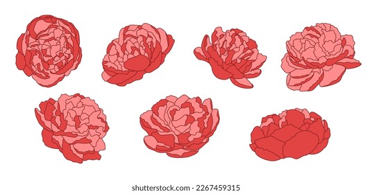 Juego de vectores de flores de peonía. Elementos dibujados a mano, aislados en blanco.