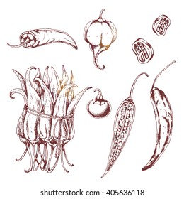 Vector set of  peppers. Chili pepper, pepper jalapeno, peppercorn, paprika. Ink drawn vector illustration in sketch style. Elements are isolated. Spices for salsa and hot sauce.
