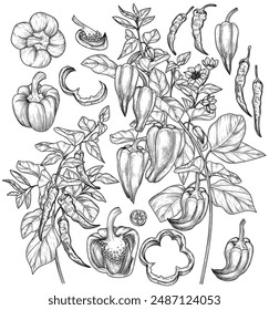 Vector set of peppers. Pepper on a branch, bell pepper, chilli, half, slices, pieces