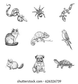 Vector set of pets. Isolated hand drawing on white background. 