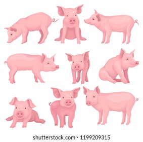 Vector set of pigs in different poses. Cute farm animal with pink skin, flat snout, hooves and big ears. Domestic livestock