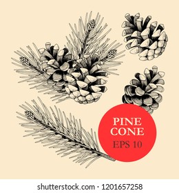 Vector set of pine cones and branches