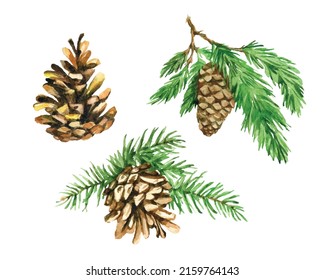 Vector set of pine and spruce needles and cones, branch with greens. Watercolor hand drawn illustration