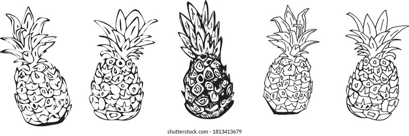  vector set pineapple line drawing 5 hand drawn tropical fruits. detailed cartoon drawing of food for vegetarians,
  body control concept, health care, natural product. clipart for menu, banner, flyer