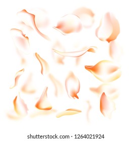 Vector set of pink falling rose and sakura petals. Blurred spring blossom petal set with decorative elements, stamen. Sakura petal set, blossom rose petals objects, petal element set with blured