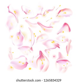 Vector set of pink falling rose and sakura petals. Blurred spring blossom petal set with decorative elements, stamen. Sakura petal set, blossom rose petals objects, petal element set with blured