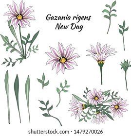 Vector set of pink flowers and green leaves on a white background. African Daisy, Gazania rigens. Vector illustration, brush, ornament for decoration and design.