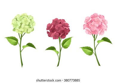 Vector set of pink, maroon and green hydrangea flowers with stems isolated on a white background.