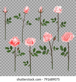Vector set of pink roses. Four pink roses from bud to full blossom.