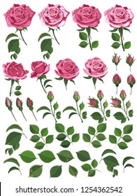 Vector set of pink roses with leaves and buds on white background