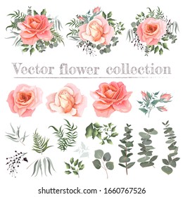 Vector set of pink roses and plants. Compositions of plants. Plants and flowers isolated on a white background. Eucalyptus, berries, leaves, plants. Elements for floral design.