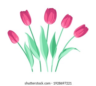 Vector set of pink tulips. Flowers are isolated on a white background. Spring floral card.