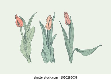 vector set of pink tulips hand-drawn in vintage style in pastel colors