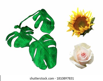 Vector set of plants, flowers and leaves isolated on white background, watercolor illustration.