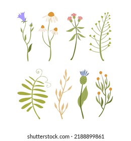 Vector set of plants and flowers. Wildflowers. Pastel doodle flowers. Wild flowers. Bell flower, chamomile