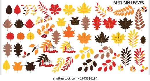 Vector set of plants, leaves for the autumn theme. Autumn colors