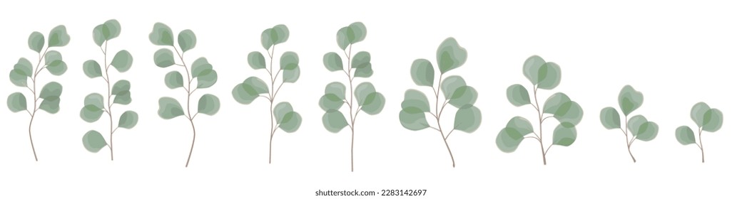 Vector set of plants on a white background. Juicy eucalyptus branches. Green leaves on white background 