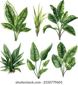 Conjunto de Vector de plantas, ilustración de plantas de agua en blanco