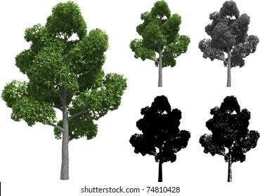 Vector Set Of Poplar Trees