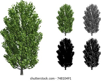 Vector set of Poplar trees