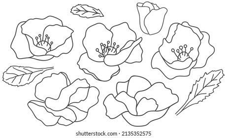 Vector set of poppies. Hand drawn bundle