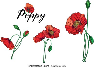 Vector set with poppy flowers. Spring flowers